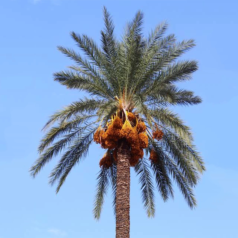 راهنمای جامع نخل خرما