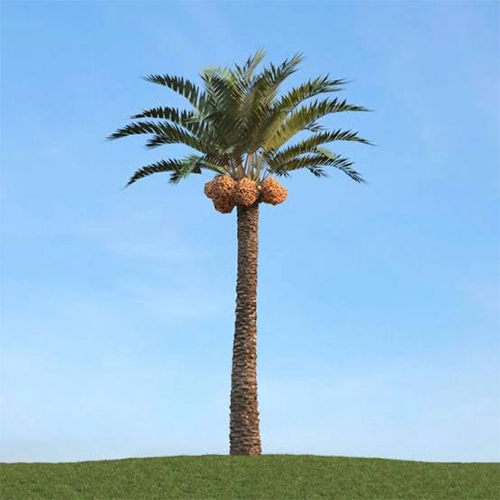 راهنمای جامع نخل خرما